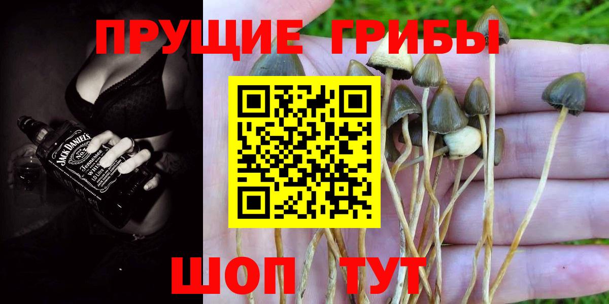 Псилоцибиновые грибы Psilocybine cubensis  Вход с VPN  Ейск 